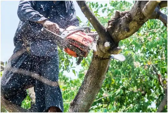 tree services Mount Penn